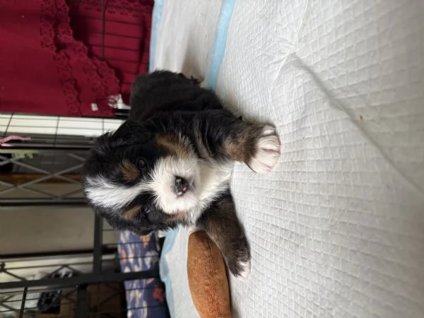 Cuccioli di bovaro del Bernese  | Foto 2