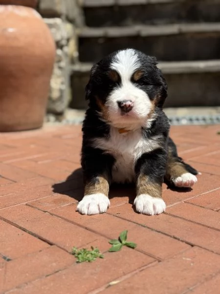 Cuccioli di bovaro del Bernese  | Foto 1
