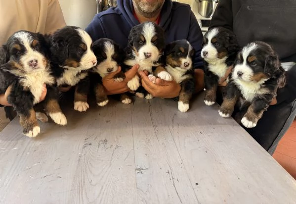 Cuccioli di bovaro del Bernese  | Foto 0
