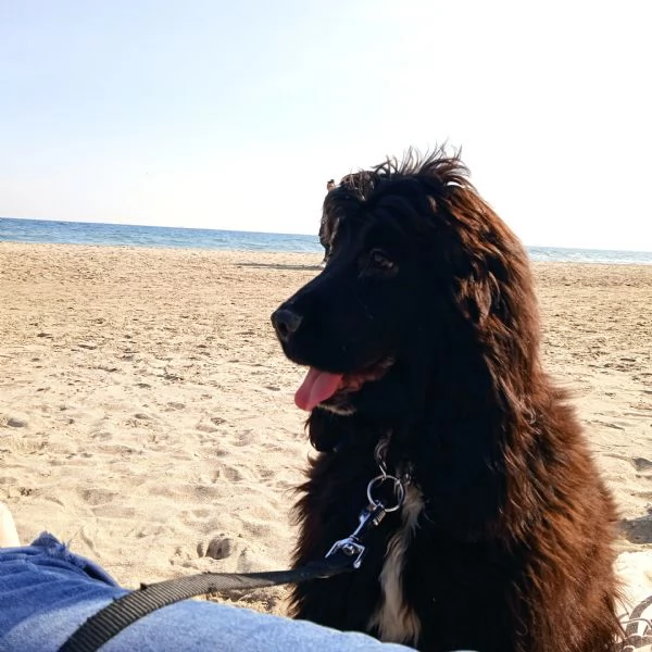 Coker maschio 9 mesi