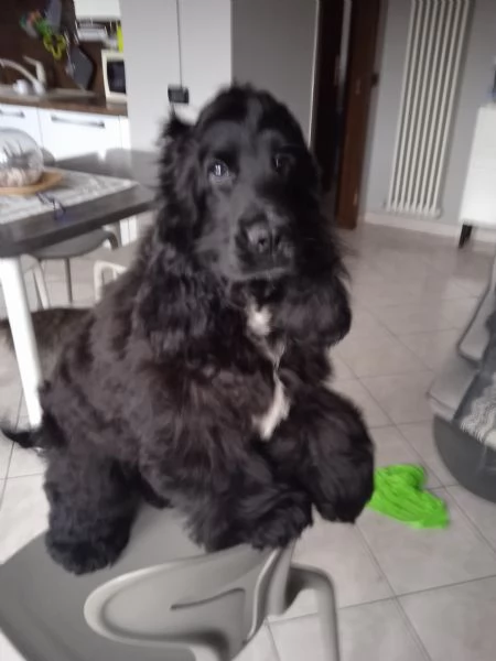 Coker maschio 9 mesi | Foto 2