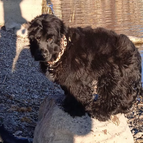 Coker maschio 9 mesi | Foto 1