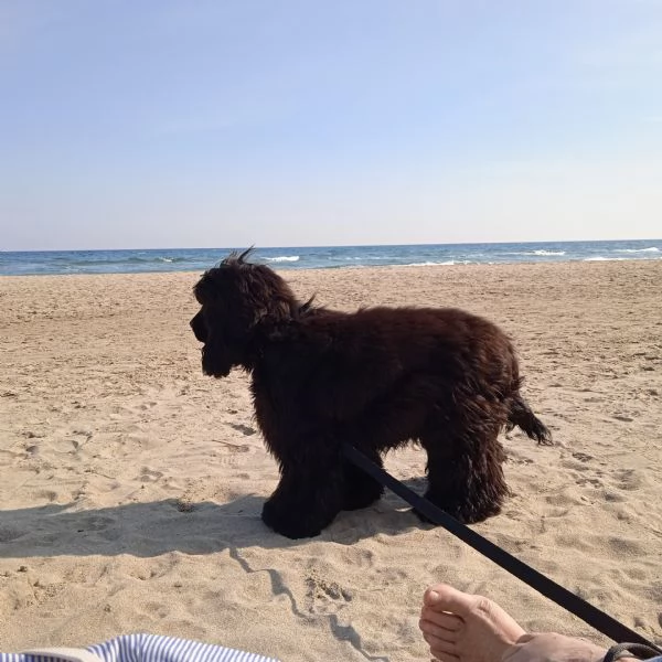 Coker maschio 9 mesi | Foto 0