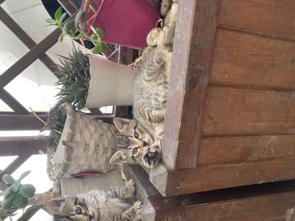 Dolci gattini cercano casa 