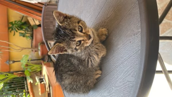 Dolci gattini cercano casa | Foto 5