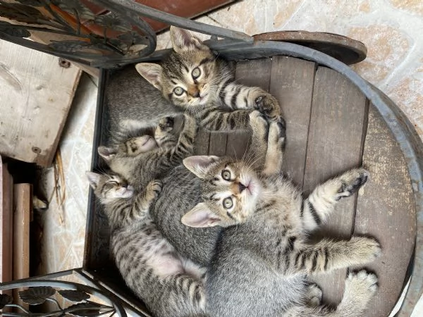 Dolci gattini cercano casa
