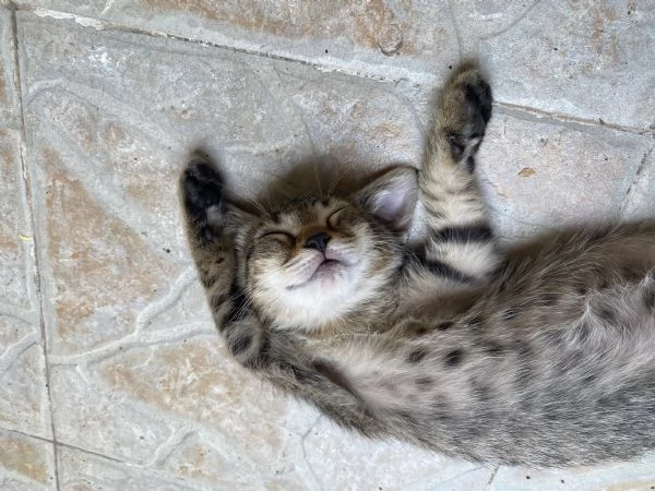 Dolci gattini cercano casa | Foto 4