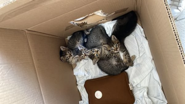 Dolci gattini cercano casa | Foto 2
