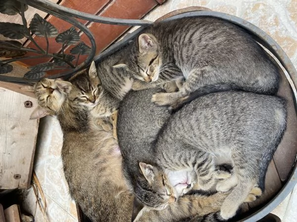 Dolci gattini cercano casa | Foto 1