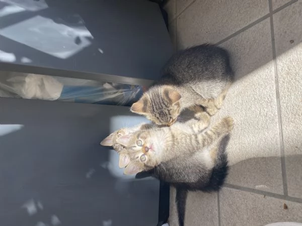 Dolci gattini cercano casa | Foto 0