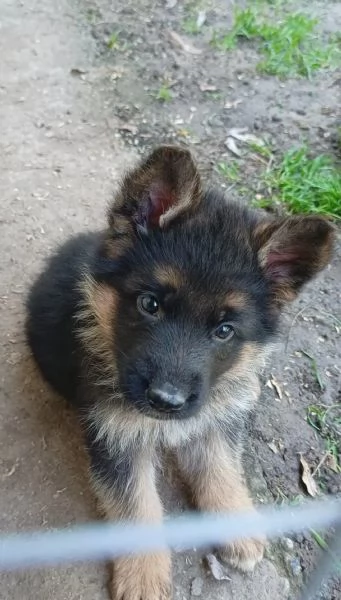 Bellissimi Cuccioli Pastore Tedesco 