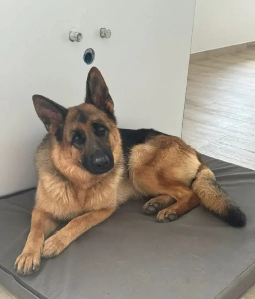 Bellissimi Cuccioli Pastore Tedesco  | Foto 4