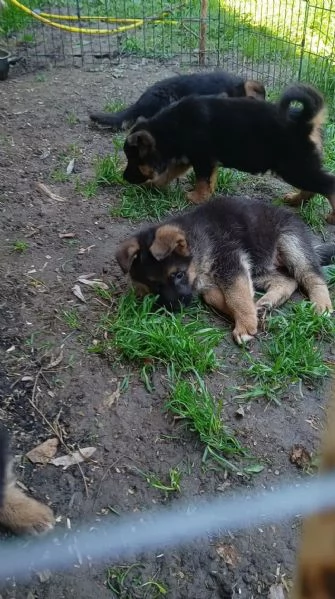 Bellissimi Cuccioli Pastore Tedesco  | Foto 2