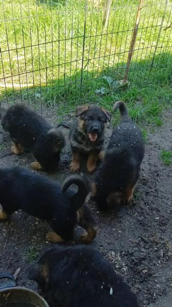 Bellissimi Cuccioli Pastore Tedesco  | Foto 1