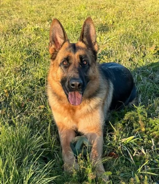Bellissimi Cuccioli Pastore Tedesco  | Foto 0