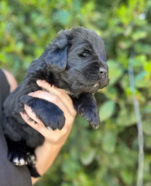 Terranova per Adozione