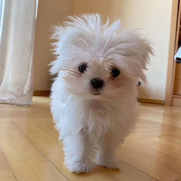 Ciao a tutti. Ho cuccioli di maltese maschi e femmine disponibili. Contattatemi se interessati. | Foto 1