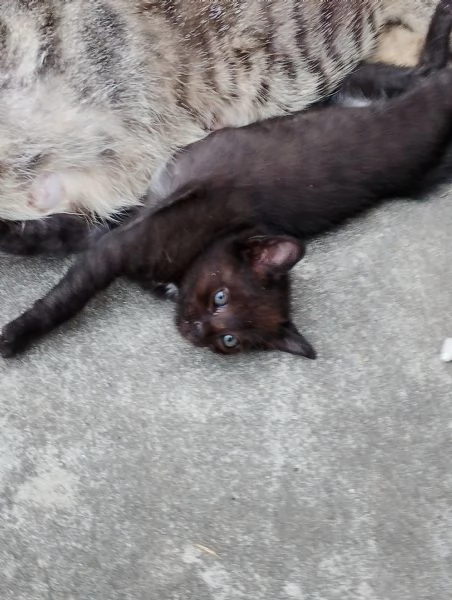 Dolcissimi gattini europei | Foto 6