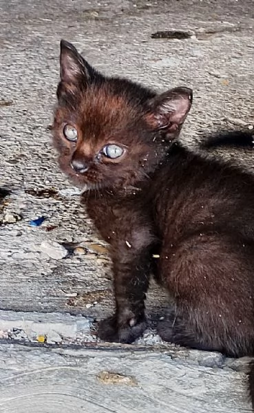 Dolcissimi gattini europei