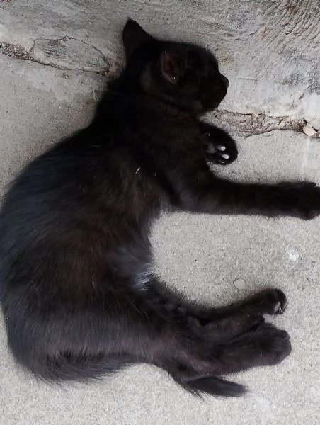 Dolcissimi gattini europei | Foto 5