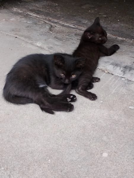 Dolcissimi gattini europei | Foto 4