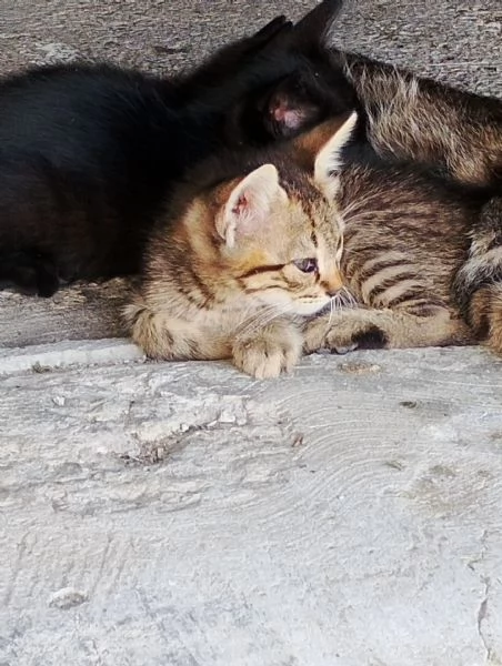 Dolcissimi gattini europei | Foto 3