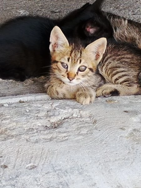 Dolcissimi gattini europei | Foto 2