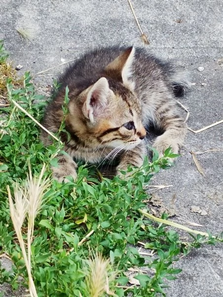 Dolcissimi gattini europei | Foto 1