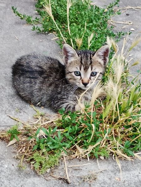 Dolcissimi gattini europei | Foto 0