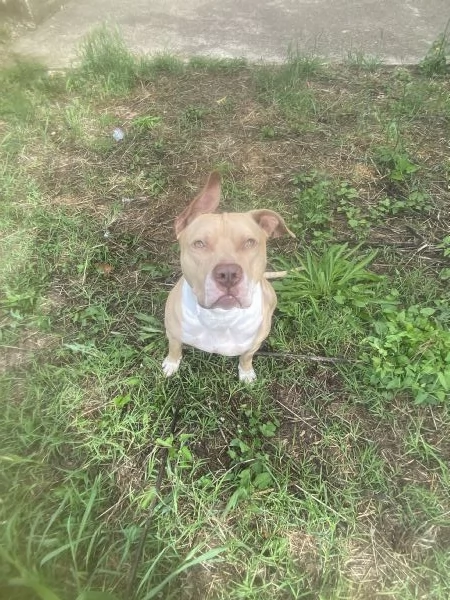 Pitbull per monta | Foto 5