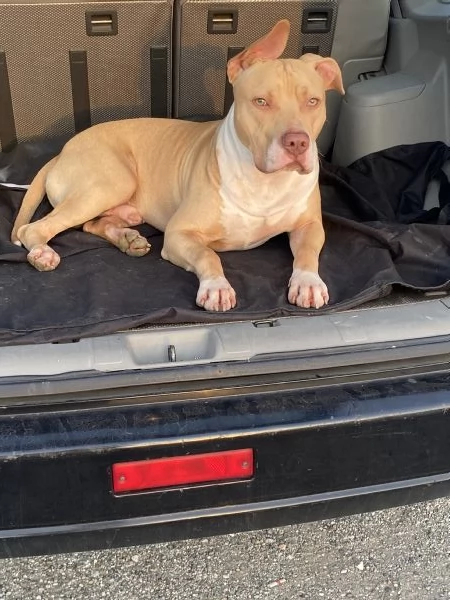 Pitbull per monta | Foto 4