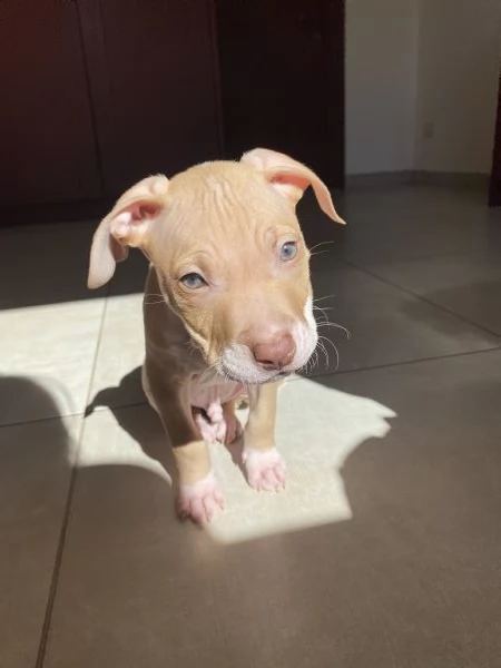 Pitbull per monta | Foto 1