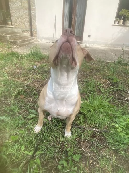 Pitbull per monta | Foto 0