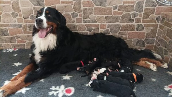 Cuccioli Bovaro del Bernese 
