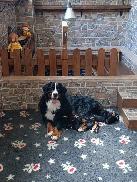 Cuccioli Bovaro del Bernese  | Foto 1
