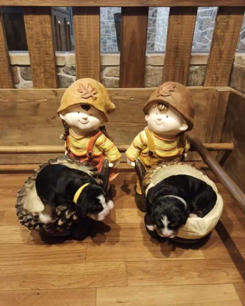 Cuccioli Bovaro del Bernese  | Foto 0