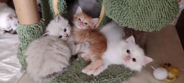 Gattini Siberiani  | Foto 4