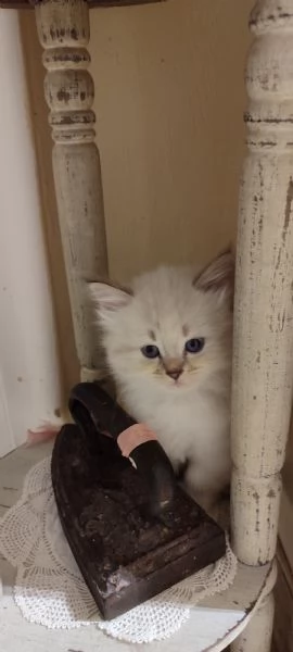 Gattini Siberiani  | Foto 3