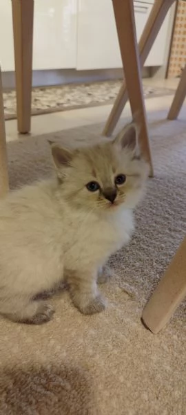 Gattini Siberiani  | Foto 2