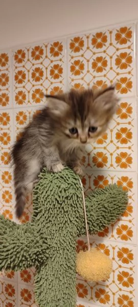 Gattini Siberiani  | Foto 1