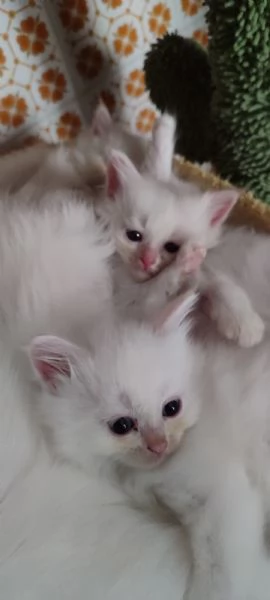 Gattini Siberiani  | Foto 0