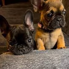 Bulldog francese registrato