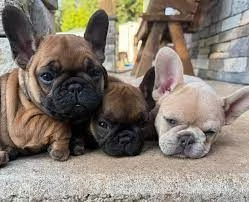 Cuccioli di Bulldog Francese in Adozione | Foto 0