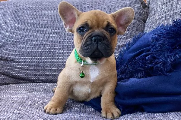 Cuccioli di Bulldog Francese Eccezionali