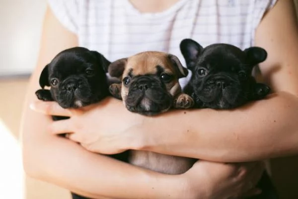 Adorables chiots Bouledogue Français. 