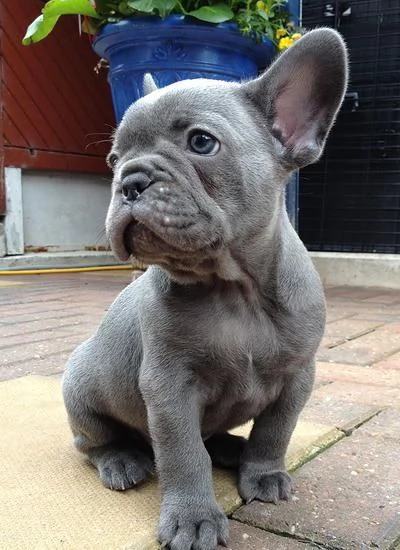 Cuccioli di bulldog francese da adottare. 