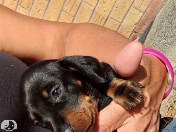 Splendidi cuccioli di bassotto | Foto 1