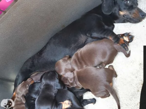 Splendidi cuccioli di bassotto | Foto 2