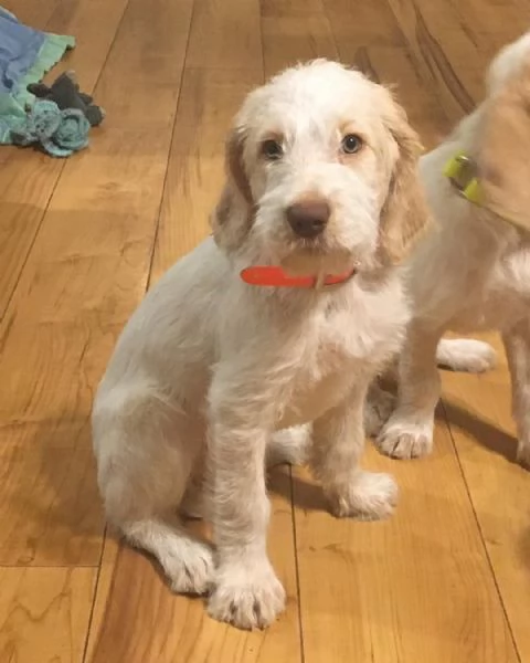 Cuccioli di Spinone Italiano maschi e femmine disponibili. Contattateci per maggiori informazioni. | Foto 1