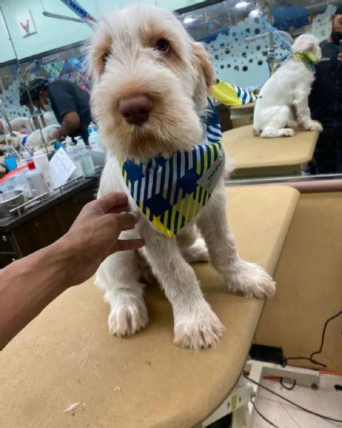 Cuccioli di Spinone Italiano maschi e femmine disponibili. Contattateci per maggiori informazioni. | Foto 0